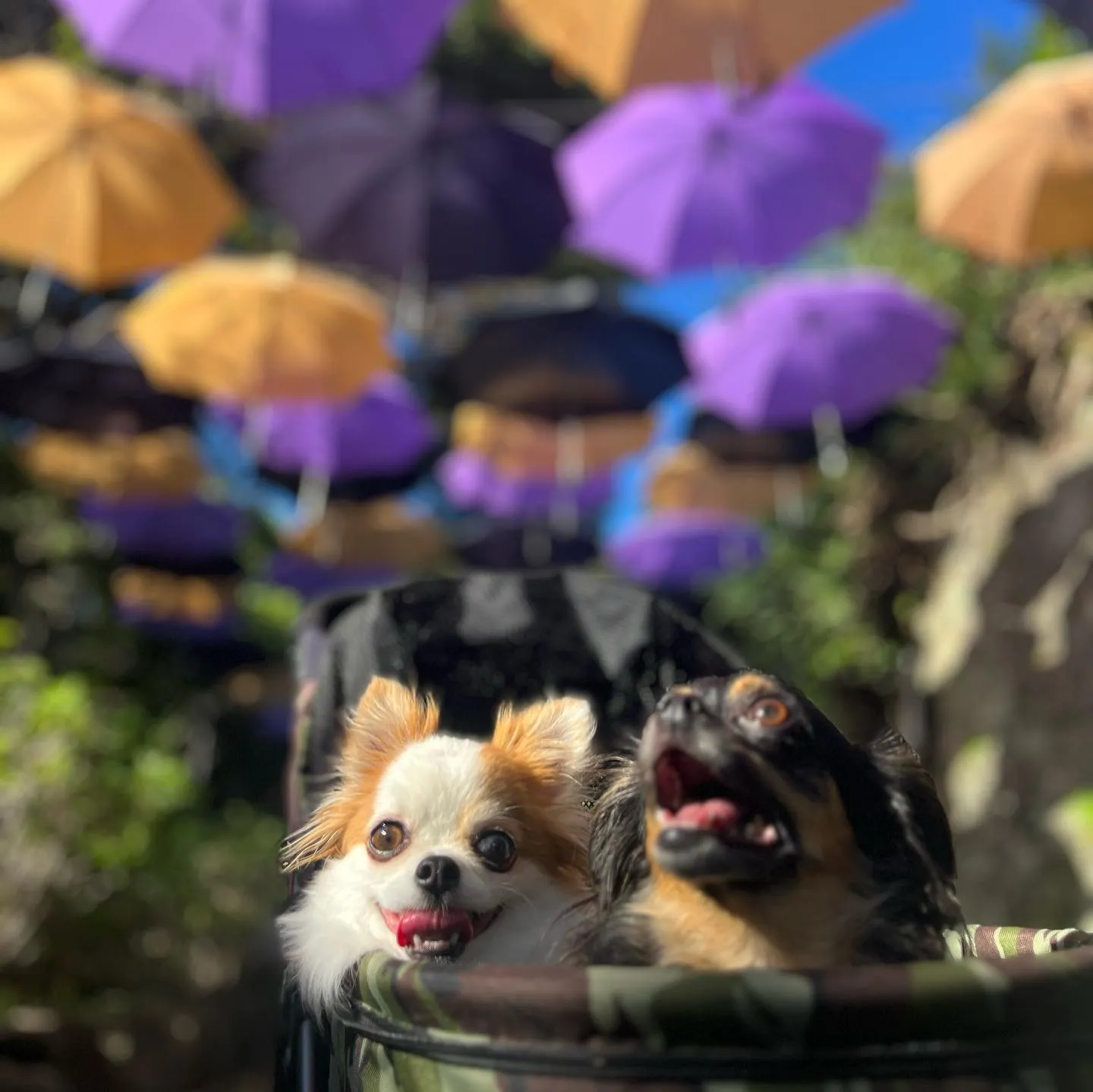 ................ *⋆✈