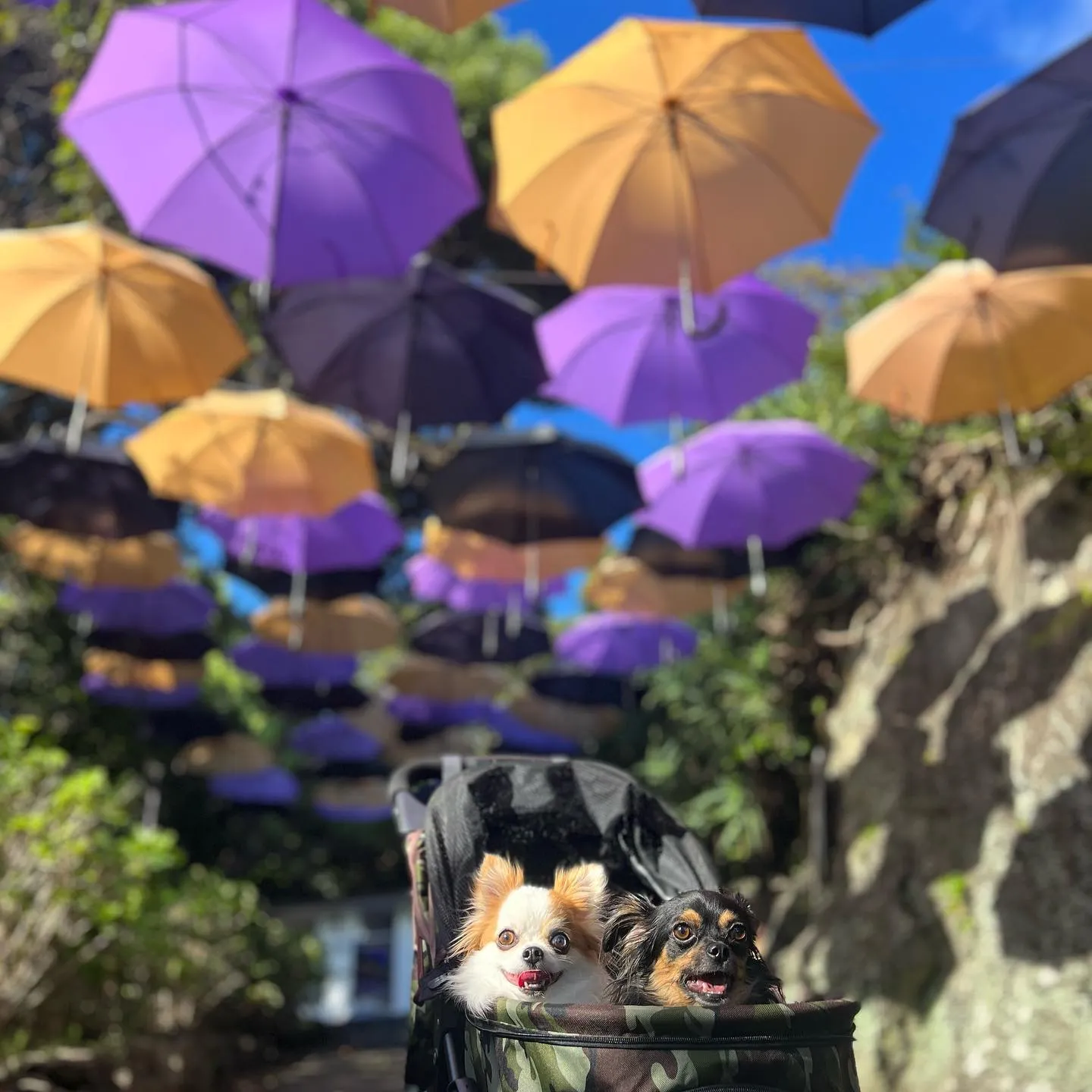 ................ *⋆✈