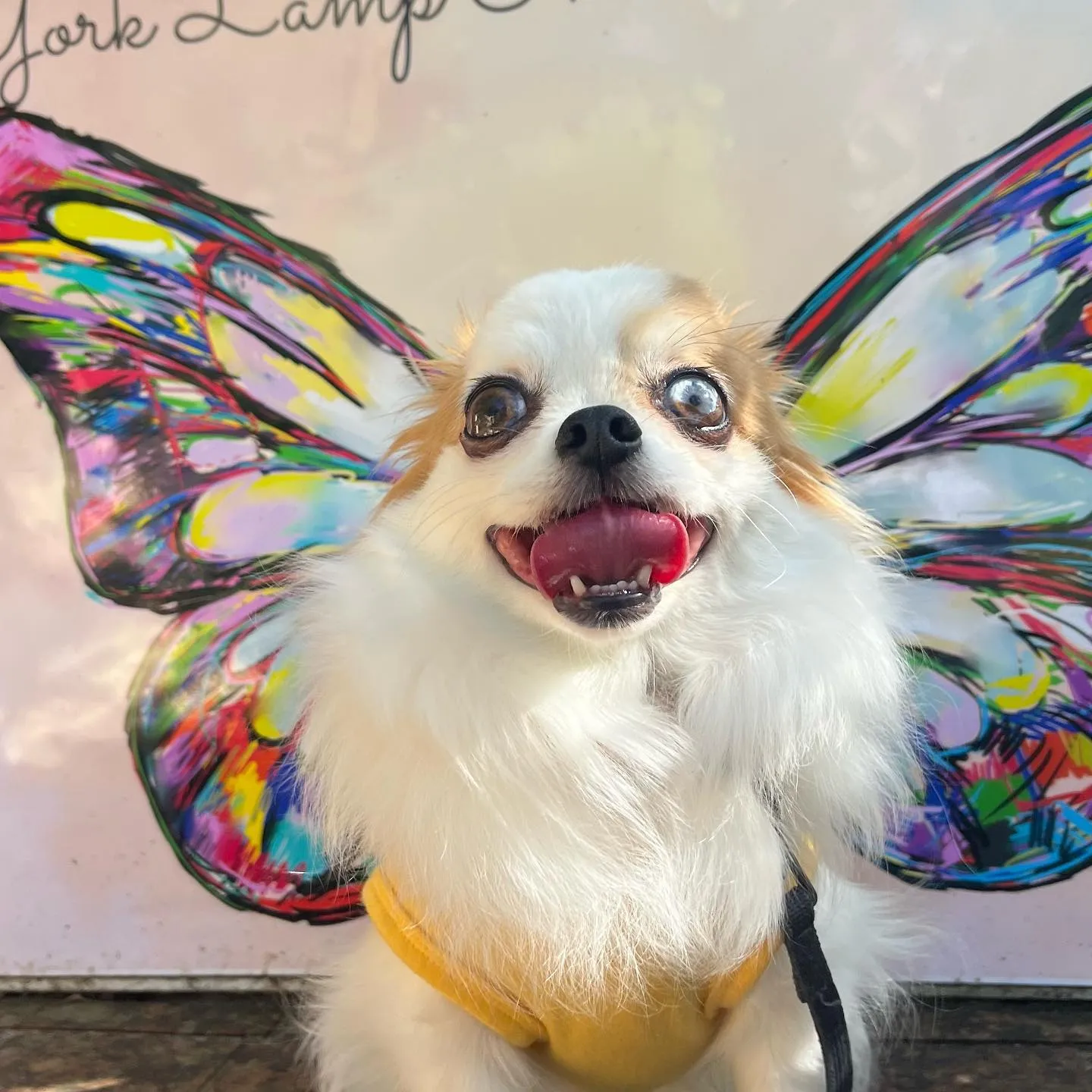 ................ *⋆✈