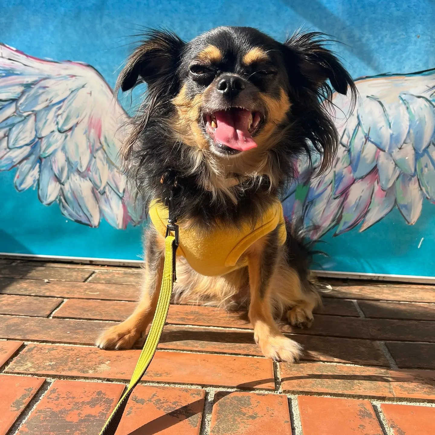 ................ *⋆✈