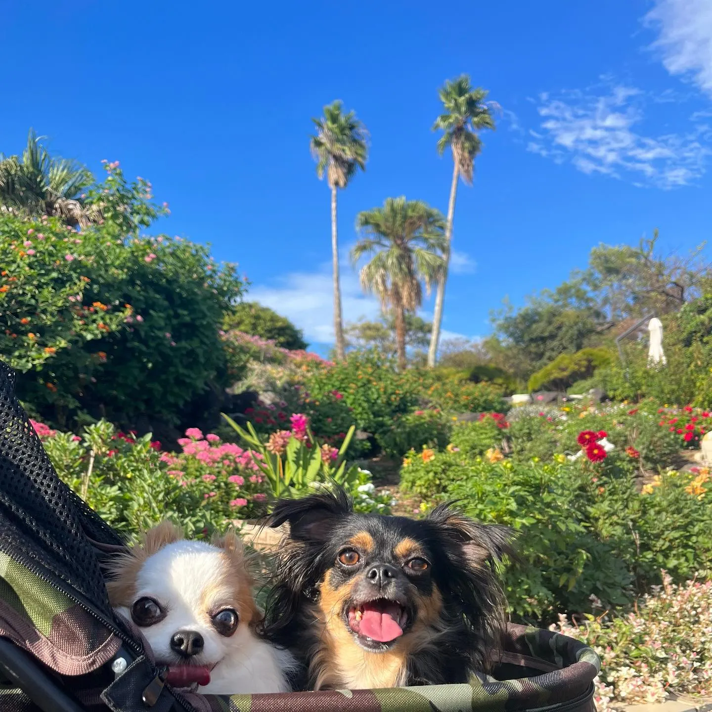 ................ *⋆✈